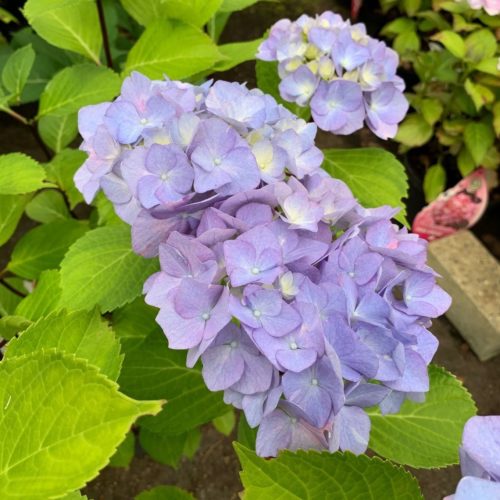 Hydrangea macrophylla ‘Blacksteel Blue’ - Hortensia