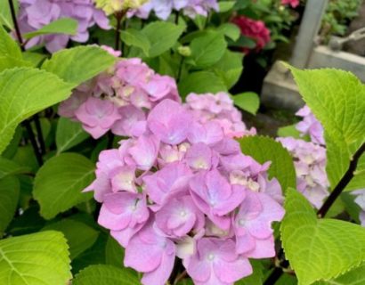 Hydrangea macrophylla ‘Blacksteel Pink’ - Hortensia