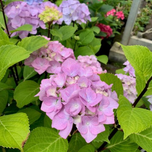 Hydrangea macrophylla ‘Blacksteel Pink’ - Hortensia