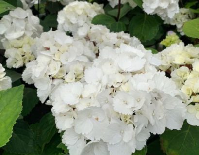 Hydrangea macrophylla ‘Blacksteel White’ - Hortensia