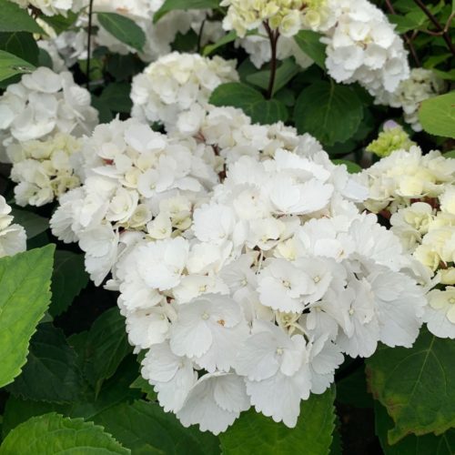 Hydrangea macrophylla ‘Blacksteel White’ - Hortensia