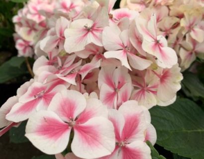 Hydrangea macrophylla ‘Dali’ - Hortensia