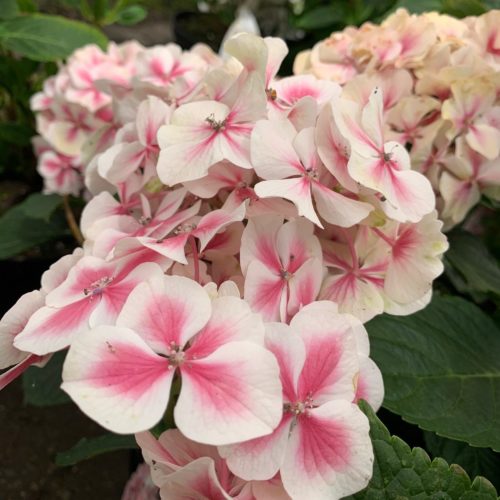 Hydrangea macrophylla ‘Dali’ - Hortensia