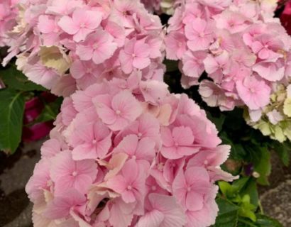 Hydrangea macrophylla EVERBLOOM ‘Pink Wonder’