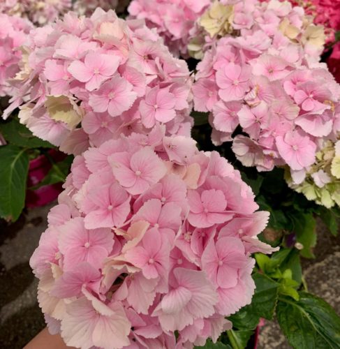 Hydrangea macrophylla EVERBLOOM ‘Pink Wonder’ - Hortensia