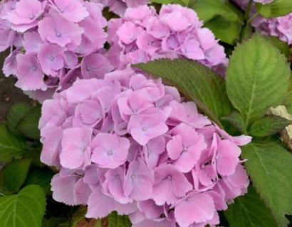 Hydrangea macrophylla ‘Miss Saori’ - Hortensia