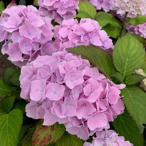 Hydrangea macrophylla ‘Miss Saori’ - Hortensia