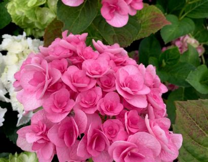 Hydrangea macrophylla ‘Papillon’ - Hortensia
