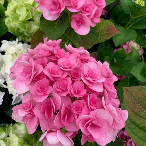 Hydrangea macrophylla ‘Papillon’ - Hortensia