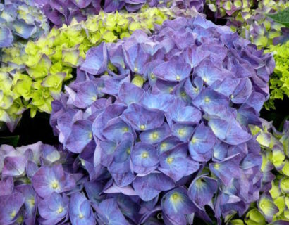 Hydrangea Endless Summer ‘Summer Love’ paars - Hortensia