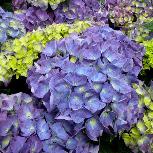 Hydrangea Endless Summer ‘Summer Love’ paars - Hortensia