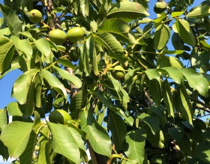 Juglans regia ‘Buccaneer’ - Walnoot, okkernoot