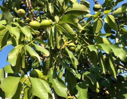 Juglans regia ‘Buccaneer’ - Walnoot, okkernoot
