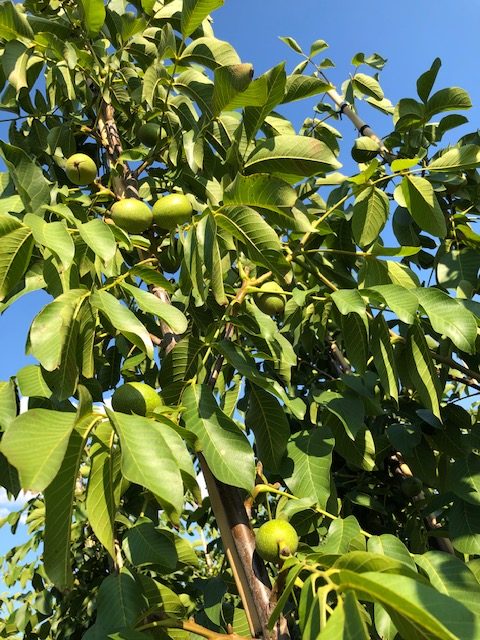 Juglans regia ‘Buccaneer’ - Walnoot, okkernoot