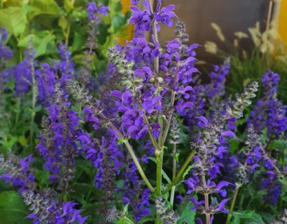 Salvia nemerosa ‘Viola Klose’ (grote pot) - Salie