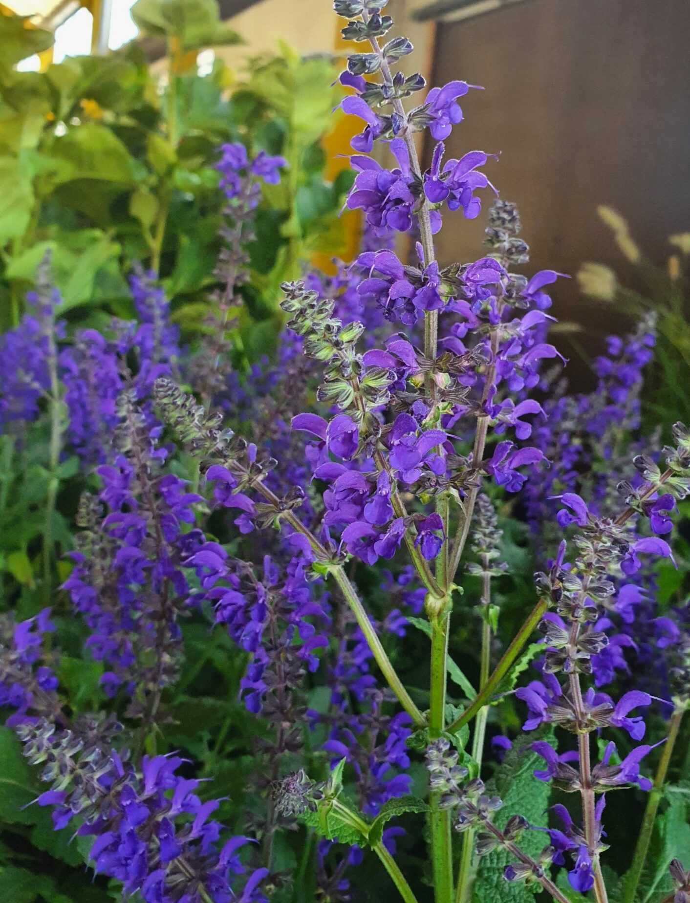 Salvia nemerosa ‘Viola Klose’ (grote pot) - Salie
