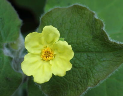 Saruma henryi (grote pot) - Saruma