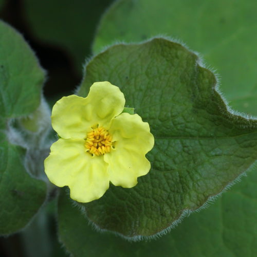 Saruma henryi (grote pot) - Saruma