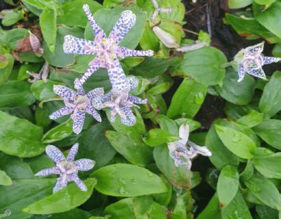 Tricyrtis hirta - Paddelelie