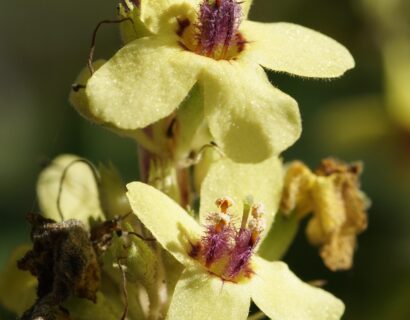 Verbascum Nigrum - Zwarte Toorts