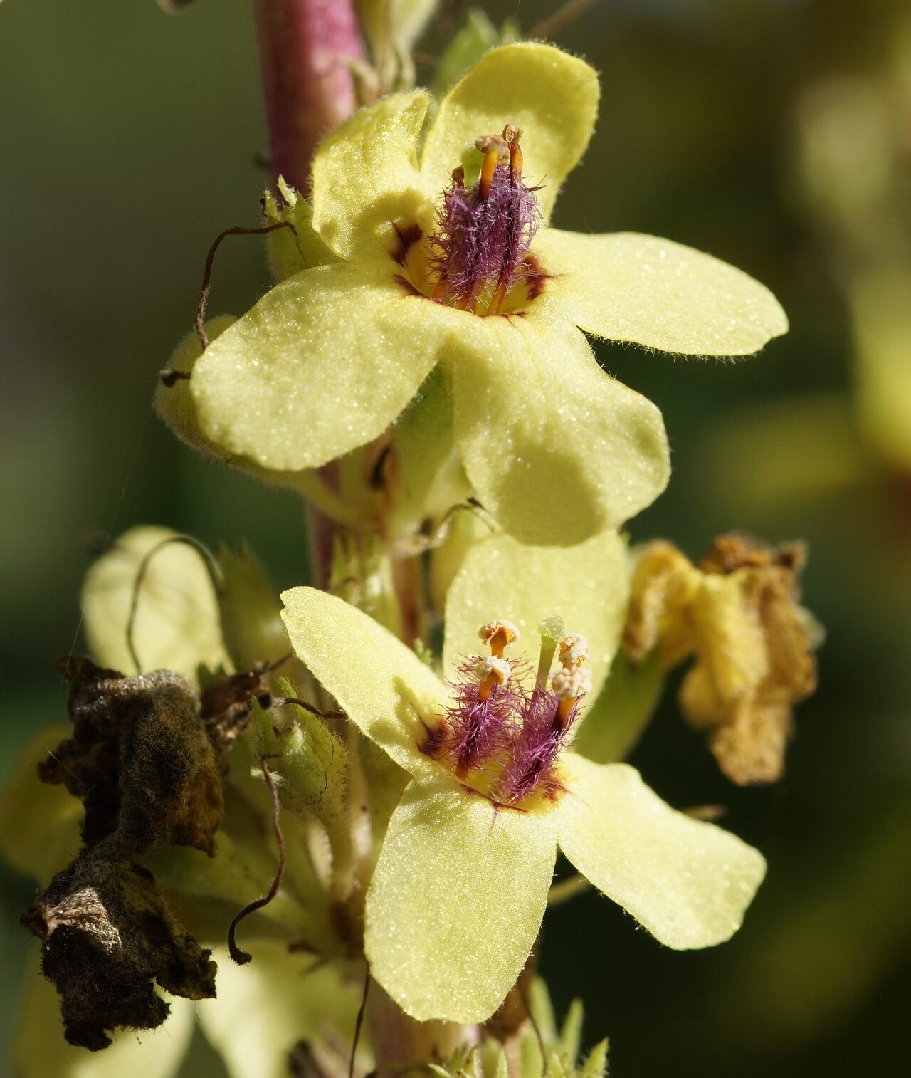 Verbascum Nigrum - Zwarte Toorts