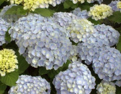 Hydrangea macrophylla EVERBLOOM ‘Blue Wonder’