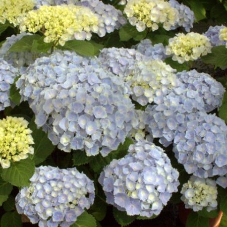 Hydrangea macrophylla EVERBLOOM ‘Blue Wonder’ - Hortensia