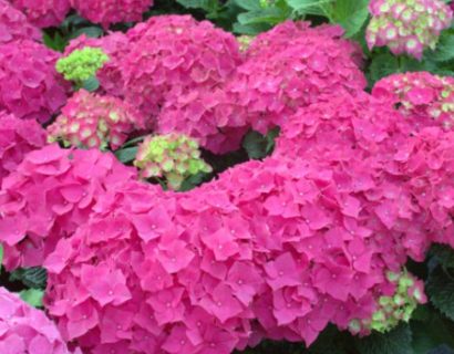 Hydrangea macrophylla EVERBLOOM ‘Red Wonder’