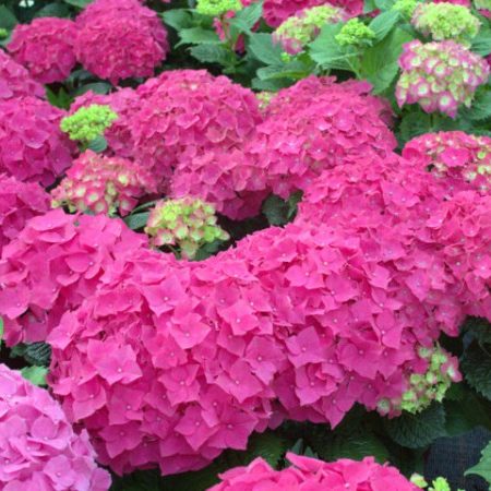 Hydrangea macrophylla EVERBLOOM ‘Red Wonder’ - Hortensia