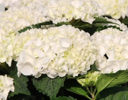 Hydrangea macrophylla EVERBLOOM ‘White Wonder’ - Hortensia