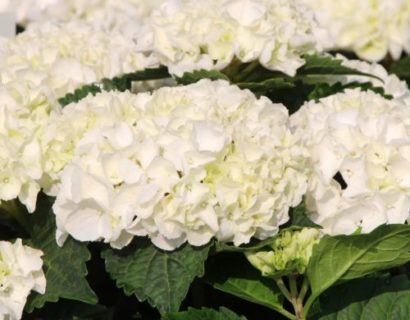 Hydrangea macrophylla EVERBLOOM ‘White Wonder’