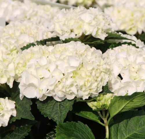 Hydrangea macrophylla EVERBLOOM ‘White Wonder’ - Hortensia