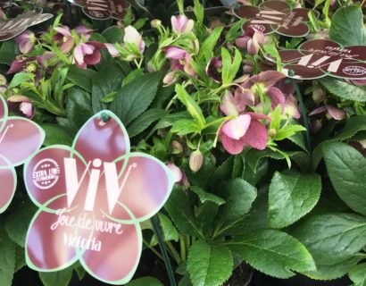 Helleborus Viv ‘Victoria’ (grote pot) - Kerstroos
