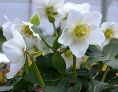 Helleborus niger ‘Winterfall’ (grote pot)