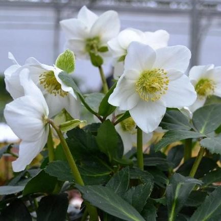 Helleborus niger ‘Winterfall’ (grote pot) - Kerstroos, nieskruid