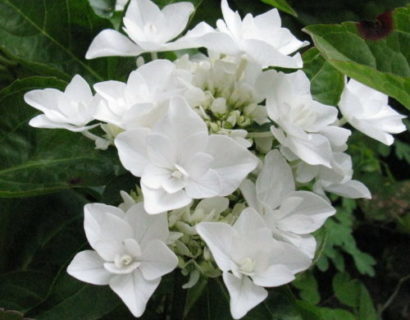 Hydrangea macrophylla ‘Coco’