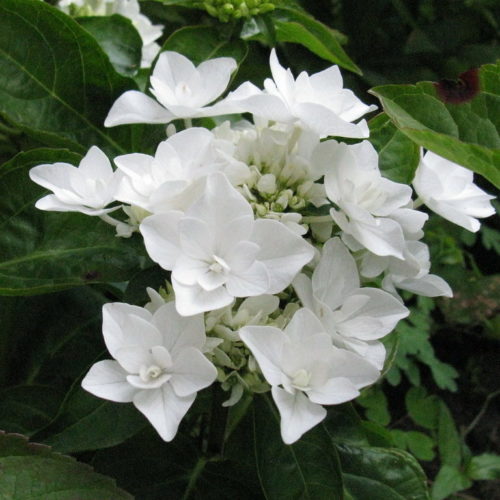 Hydrangea macrophylla ‘Coco’ - Hortensia