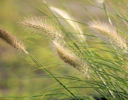 Sesleria autumnalis - Blauwgras