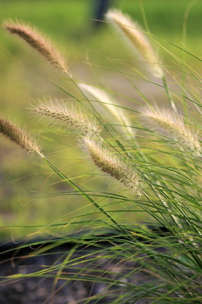 Sesleria autumnalis - Blauwgras