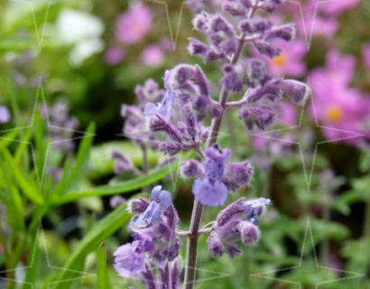 Nepeta faassenii ‘Walkers Low’ - Kattekruid