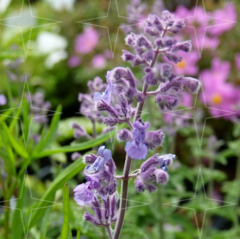 Nepeta faassenii ‘Walkers Low’ (grote pot) - Kattekruid