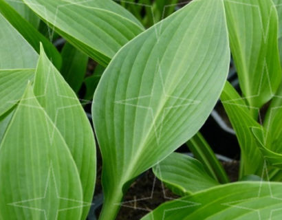 Hosta ‘Devon Green’ (grote pot)