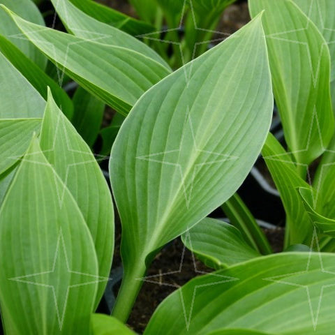 Hosta ‘Devon Green’ (grote pot) - Hartlelie