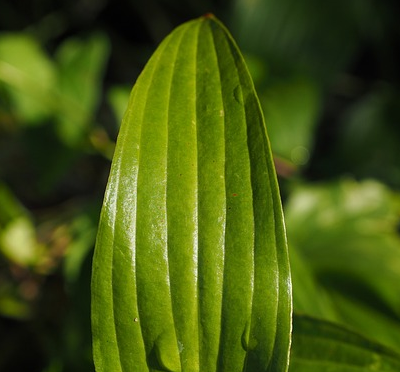 Hosta ‘Devon Green’ (grote pot) - Hartlelie