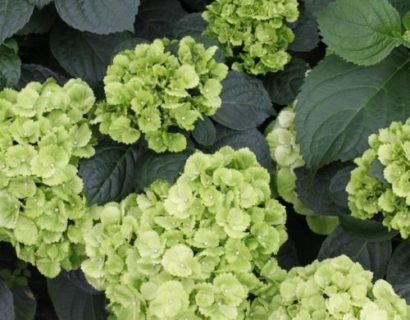 Hydrangea macrophylla ‘Verdi’ - Hortensia