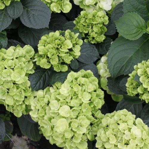 Hydrangea macrophylla ‘Verdi’ - Hortensia