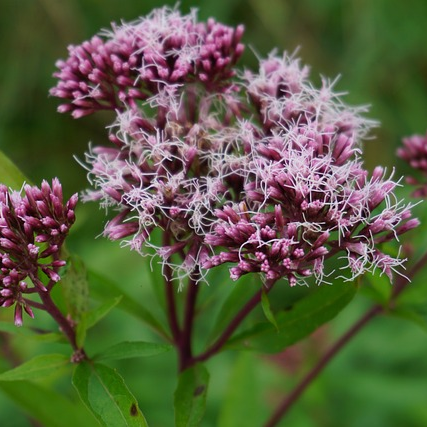 Eupatorium maculatum ‘Atropurpureum’ - Leverkruid, koninginnenkruid