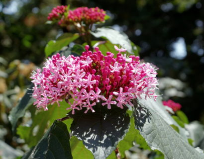 Clerodendron bungei - Kansenboom/Pindakaasstruik