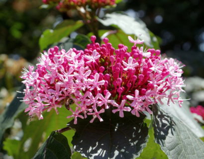 Clerodendron bungei - Kansenboom/Pindakaasstruik