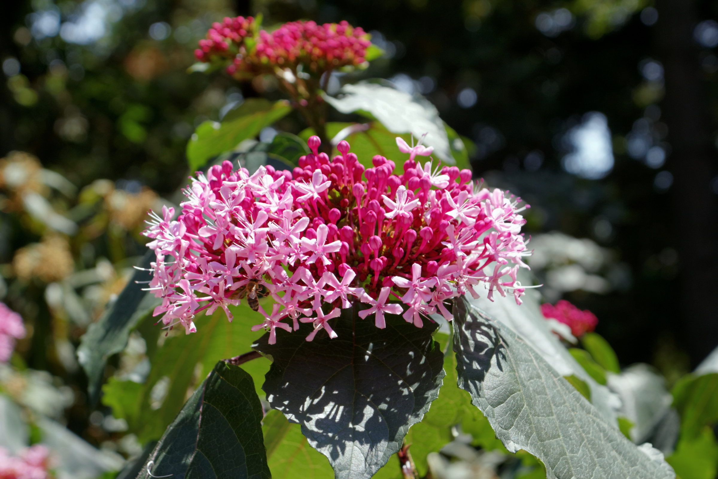 Clerodendron bungei - Kansenboom/Pindakaasstruik